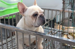 法牛犬,忠诚与优雅的完美结合